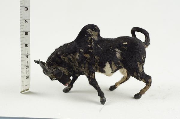 Miniature Taxidermy Bull III