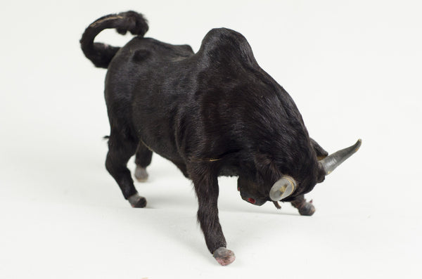 Miniature Taxidermy Bull Sr.