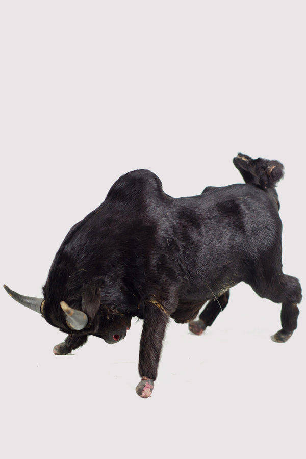 Miniature Taxidermy Bull Sr.